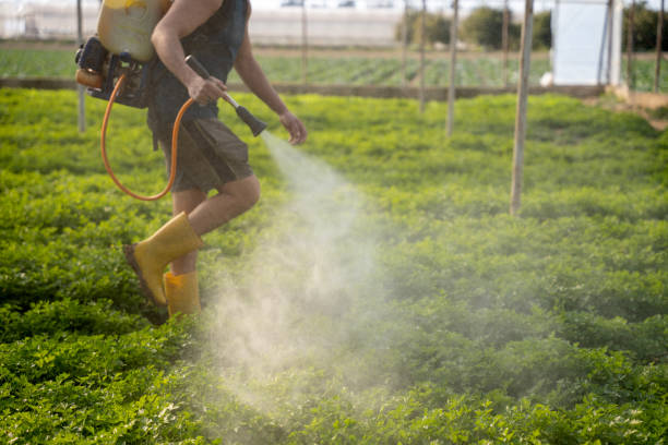 Best Pest Removal Services  in Cave Springs, AR