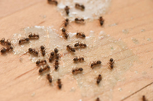 Best Cockroach Control Services  in Cave Springs, AR