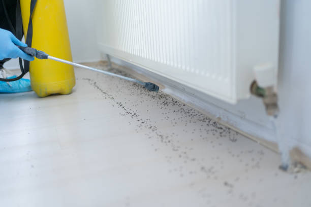 Best Local Pest Control Services  in Cave Springs, AR