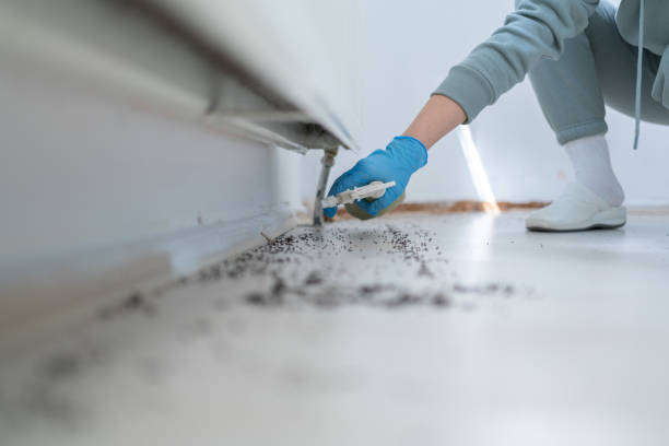 Best Termite Control Services  in Cave Springs, AR